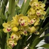 Cymbidium Carmel Split 'Cutie' - Image 10
