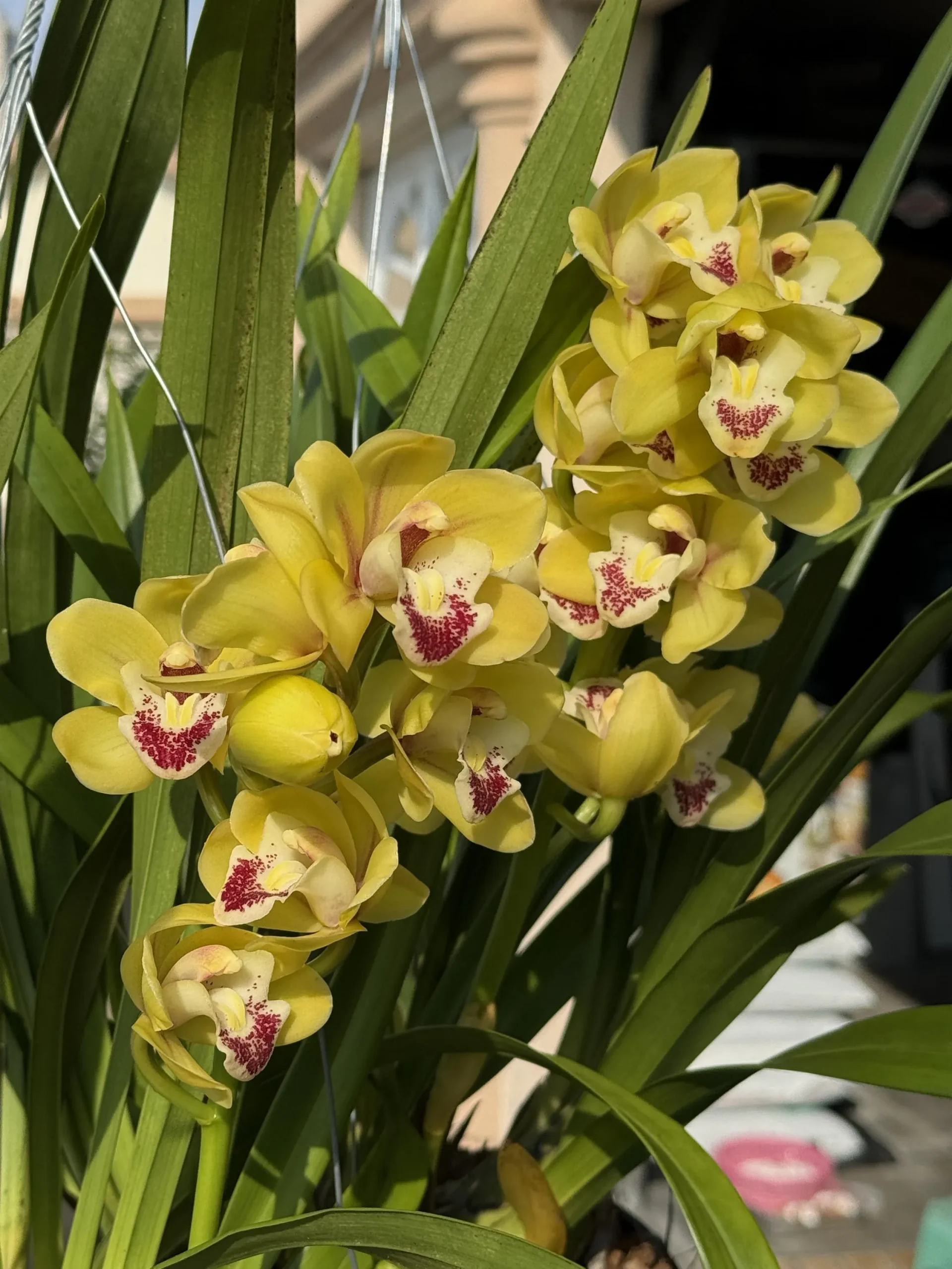 Cymbidium Carmel Split 'Cutie' - Image 10