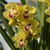 Cymbidium Carmel Split 'Cutie' - Image 8