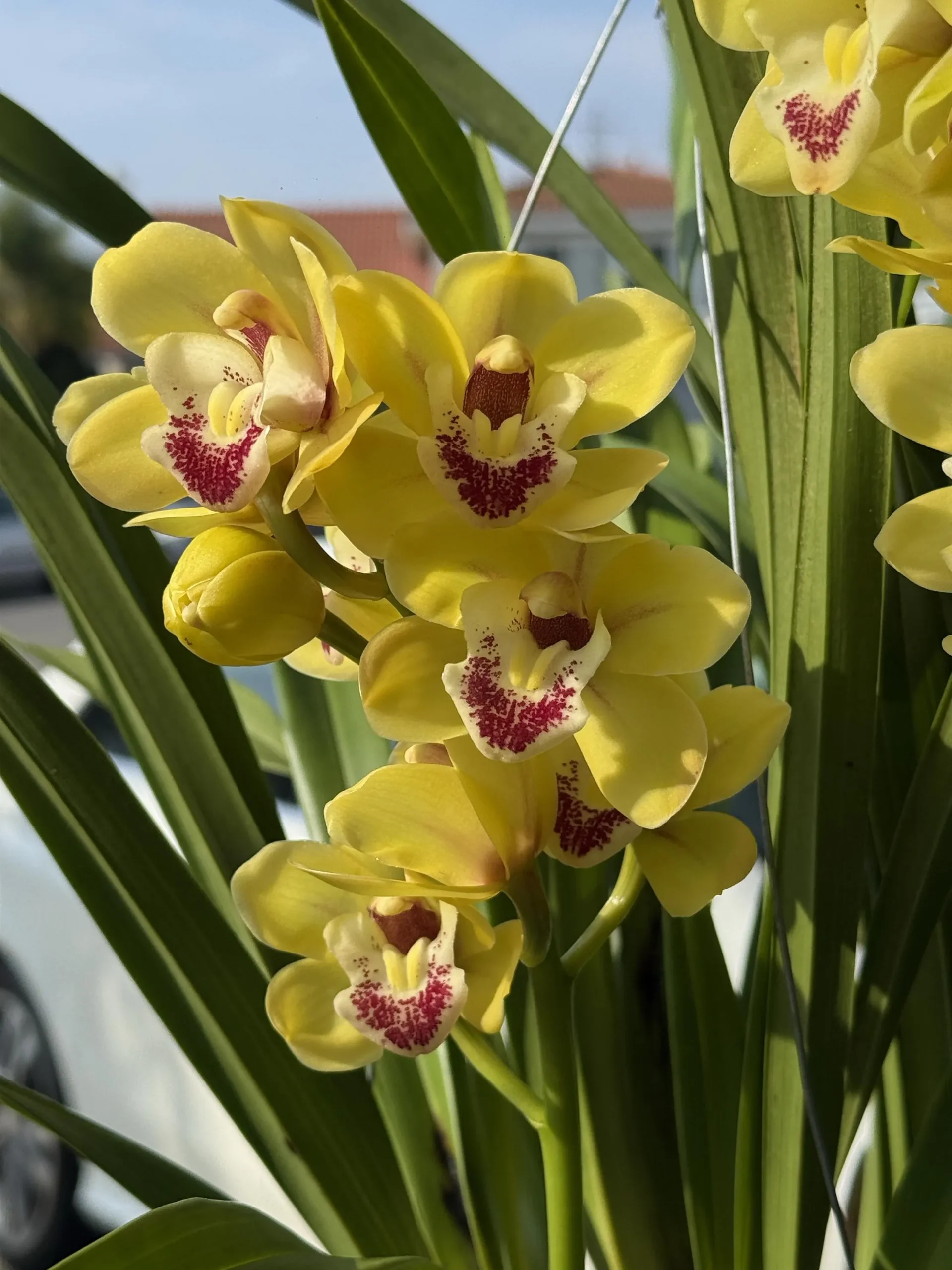 Cymbidium Carmel Split 'Cutie' - Image 8