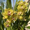 Cymbidium Carmel Split 'Cutie' - Image 6