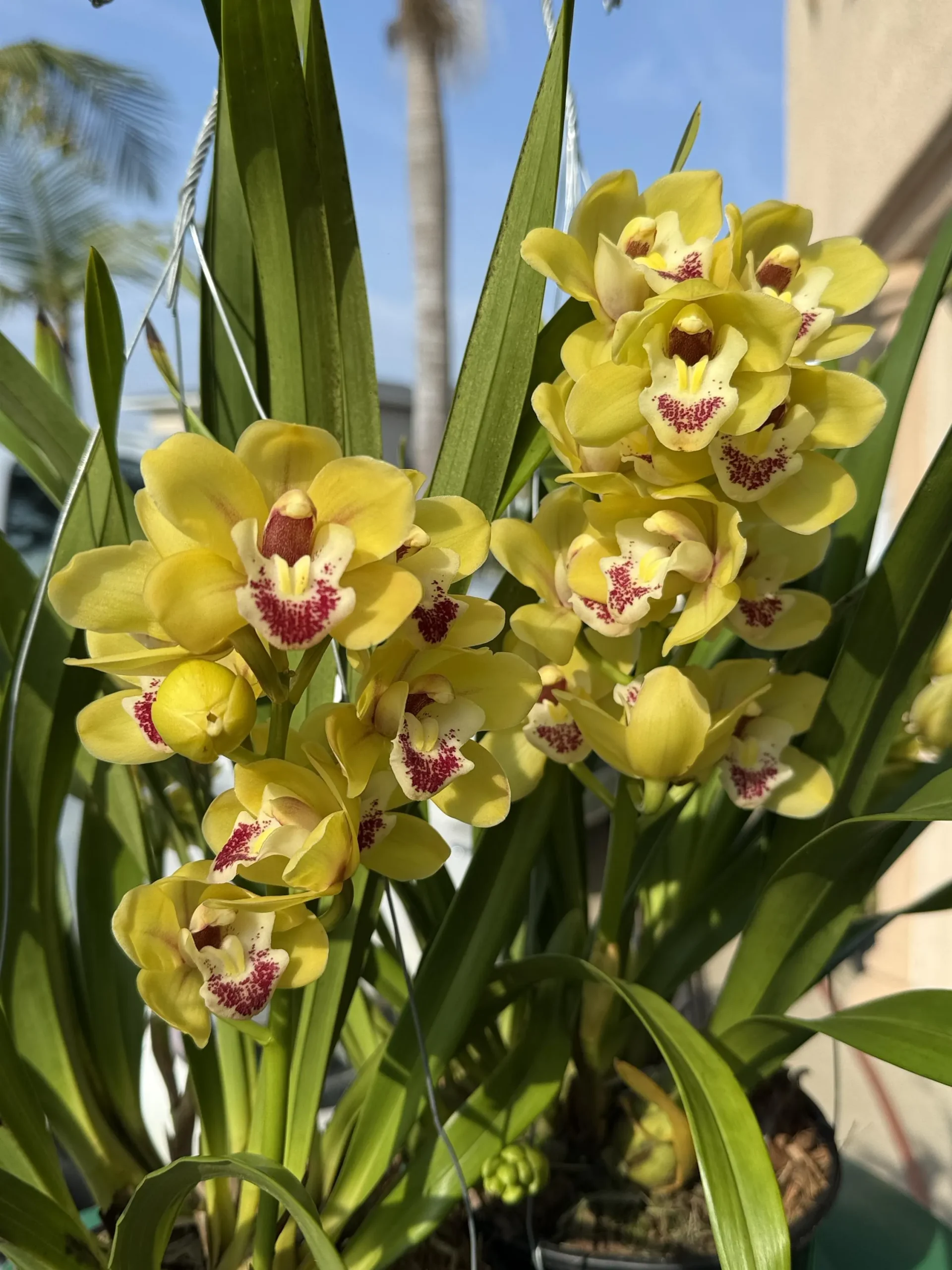 Cymbidium Carmel Split 'Cutie' - Image 6