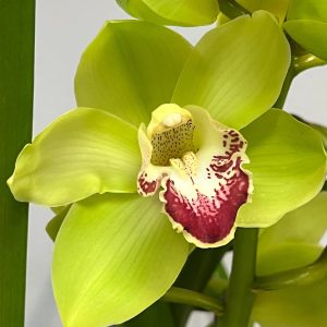 Cymbidium Barrita Cutlass ‘Chief’