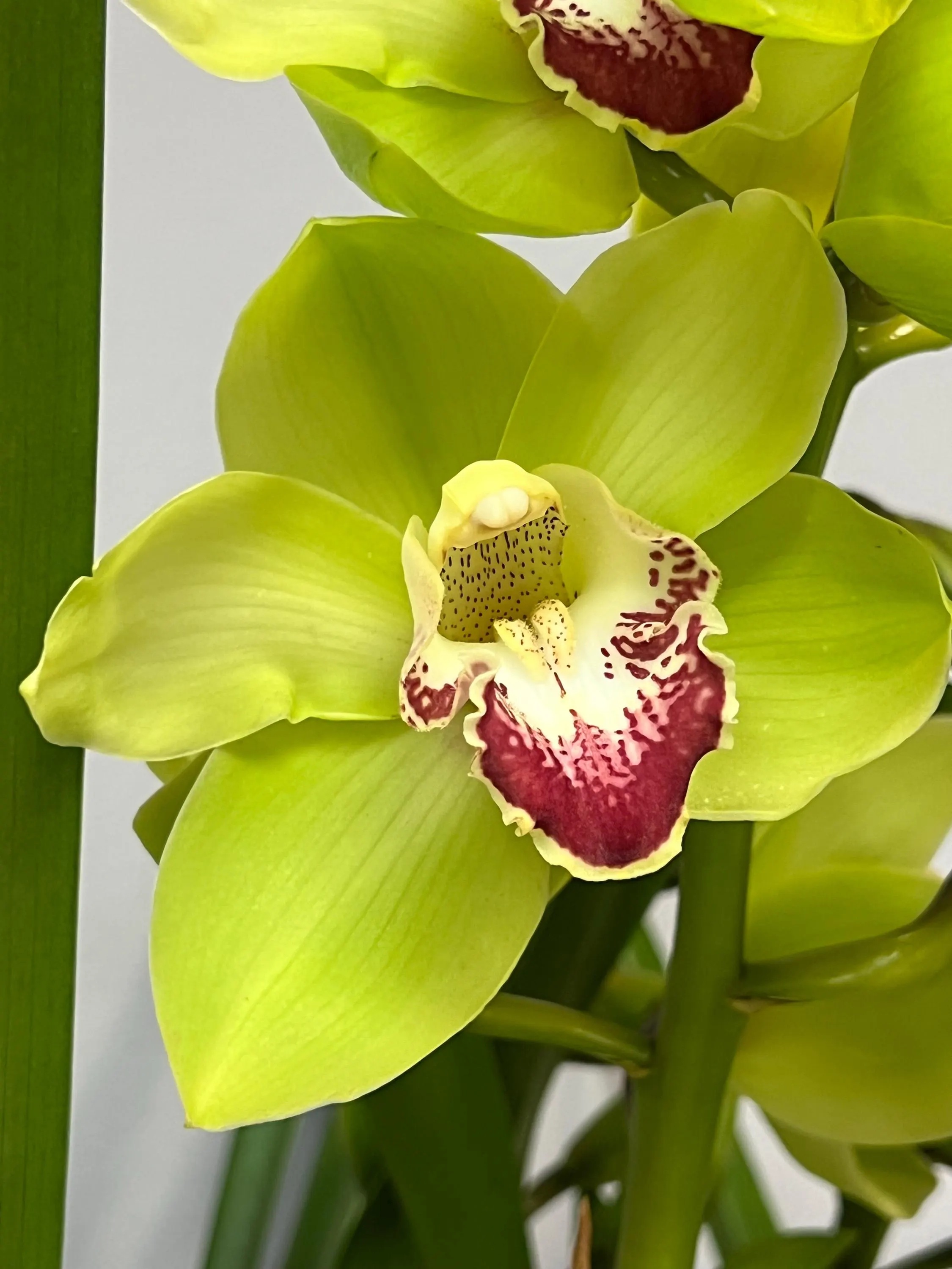 Cymbidium Barrita Cutlass ‘Chief’