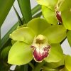 Cymbidium Barrita Cutlass ‘Chief’ - Image 4