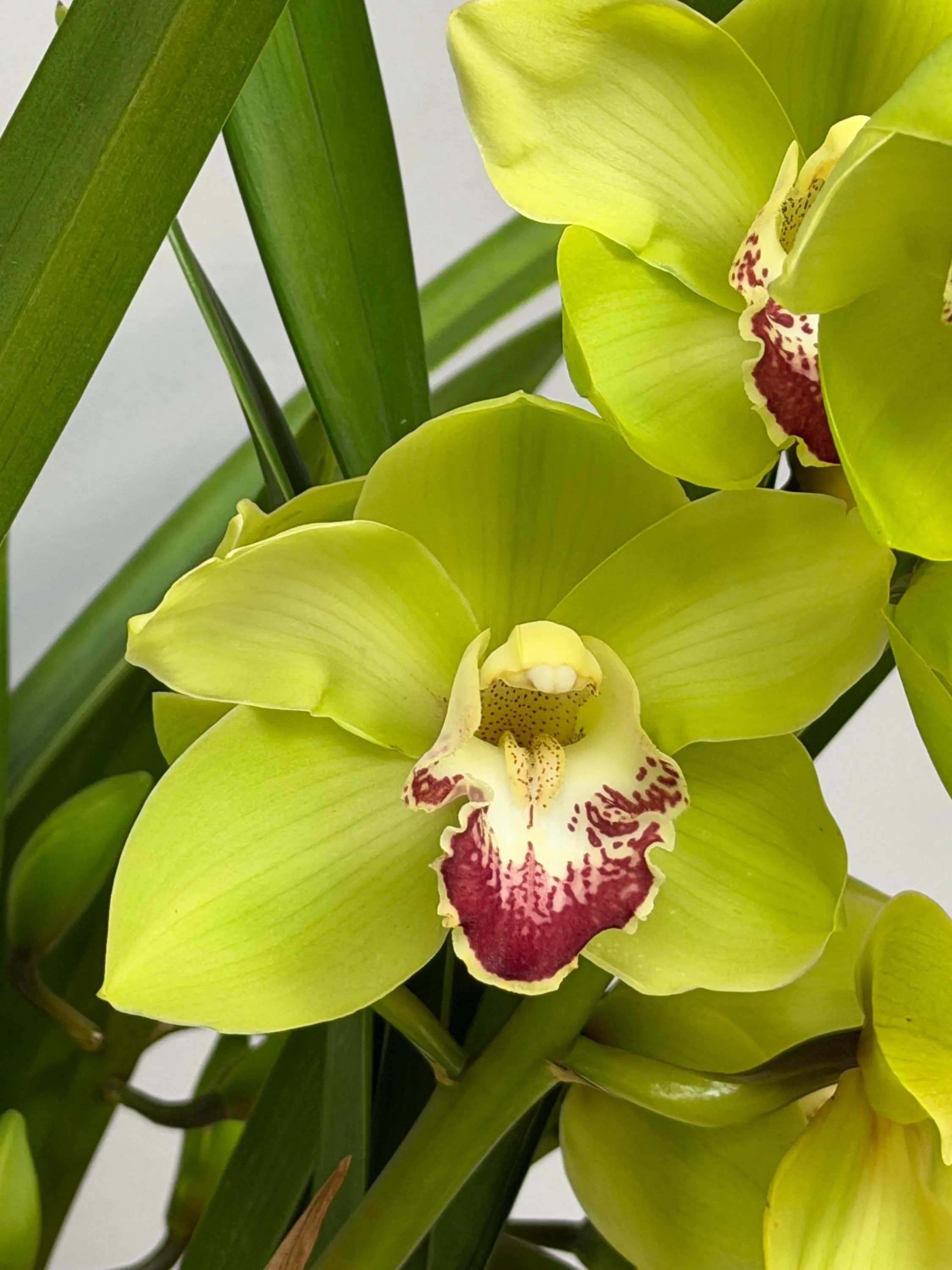 Cymbidium Barrita Cutlass ‘Chief’ - Image 4