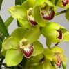 Cymbidium Barrita Cutlass ‘Chief’ - Image 5
