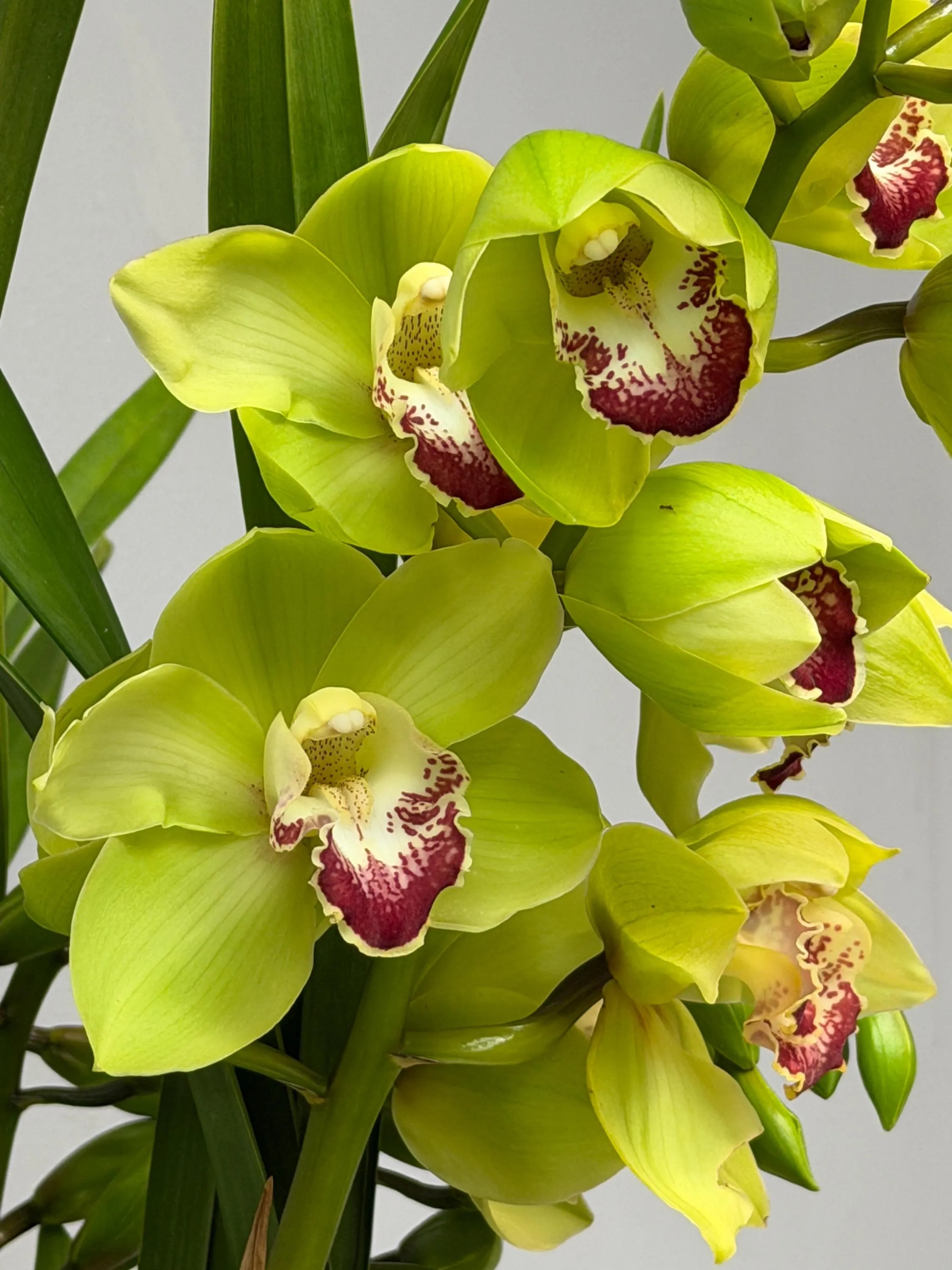 Cymbidium Barrita Cutlass ‘Chief’ - Image 5