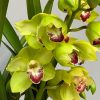 Cymbidium Barrita Cutlass ‘Chief’ - Image 3