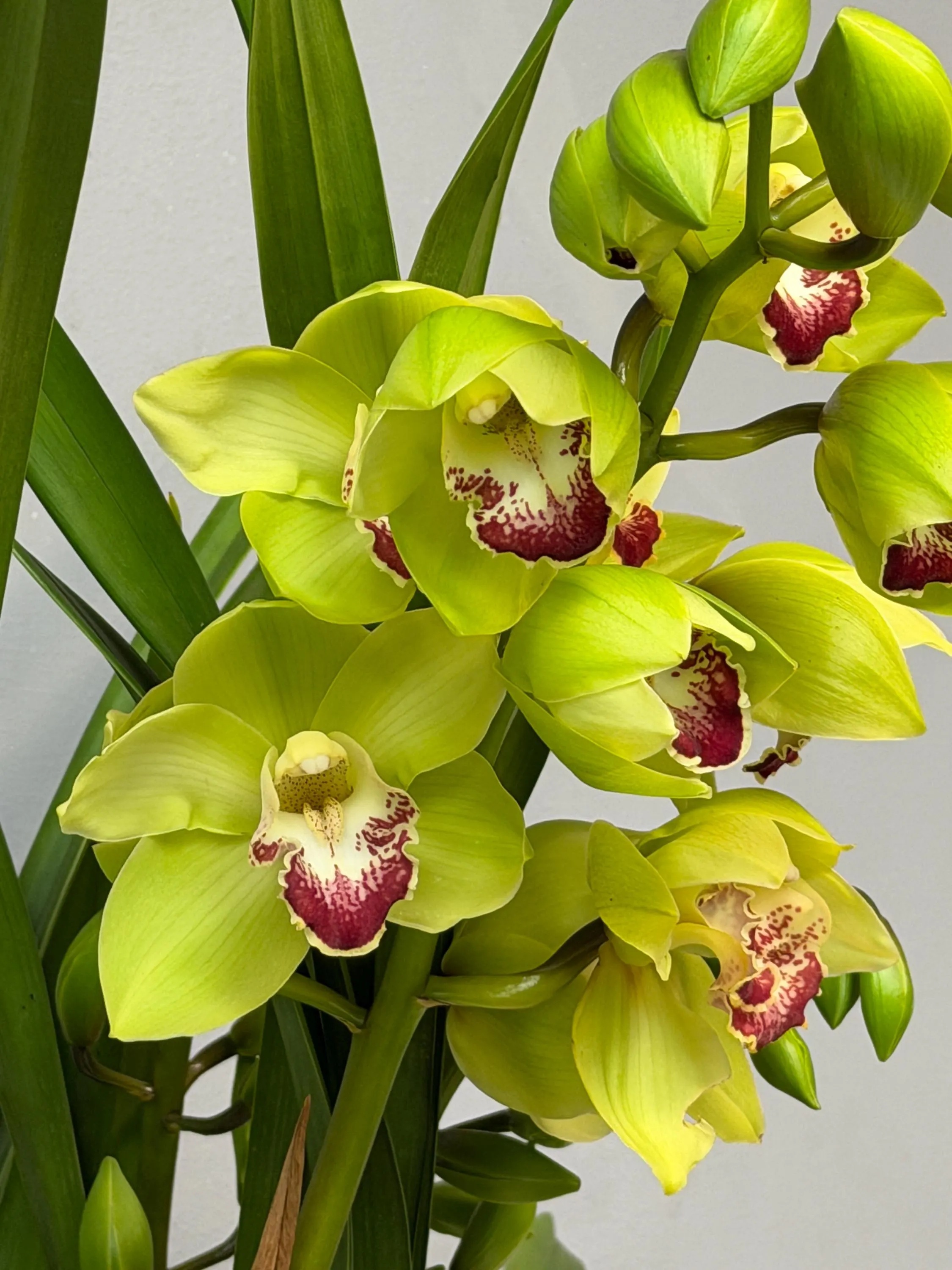 Cymbidium Barrita Cutlass ‘Chief’ - Image 3