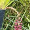 Cymbidium (canaculatum x Ruby Eyes) - Image 5