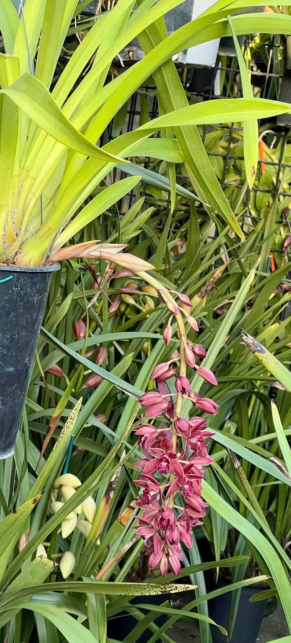Cymbidium (canaculatum x Ruby Eyes) - Image 5
