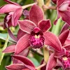 Cymbidium (canaculatum x Ruby Eyes)
