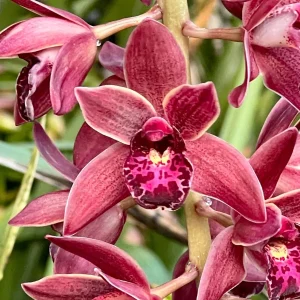 Cymbidium (canaculatum x Ruby Eyes)