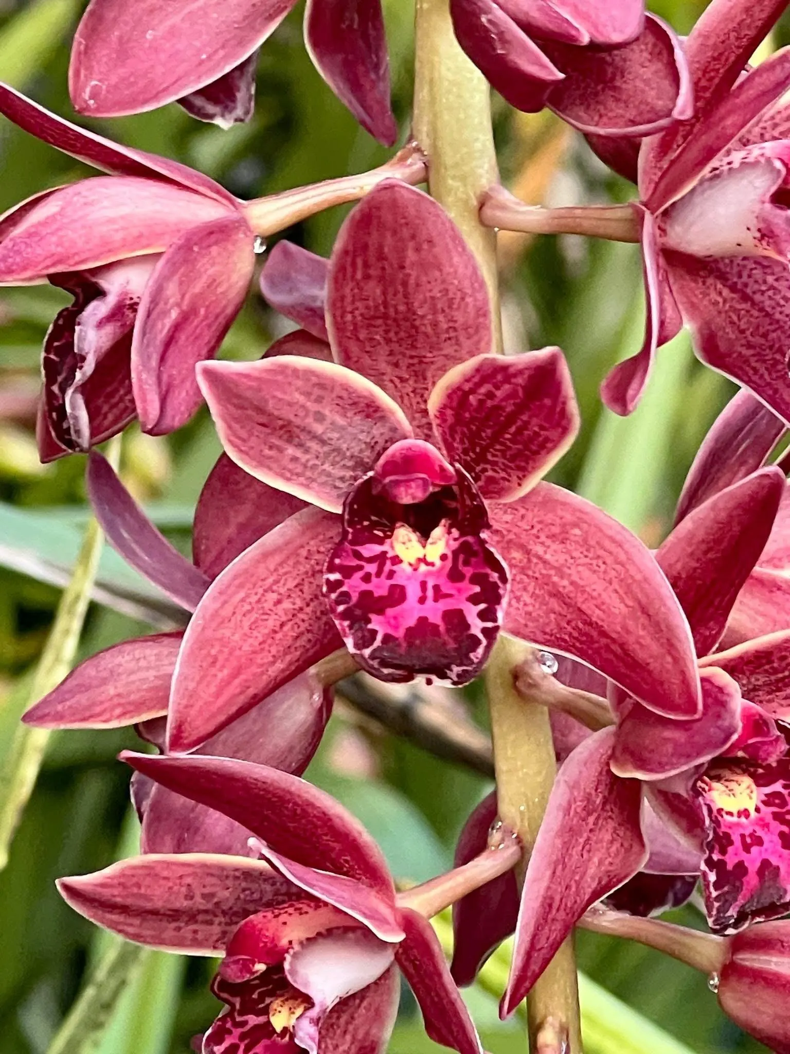 Cymbidium (canaculatum x Ruby Eyes)