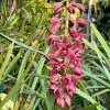 Cymbidium (canaculatum x Ruby Eyes) - Image 3