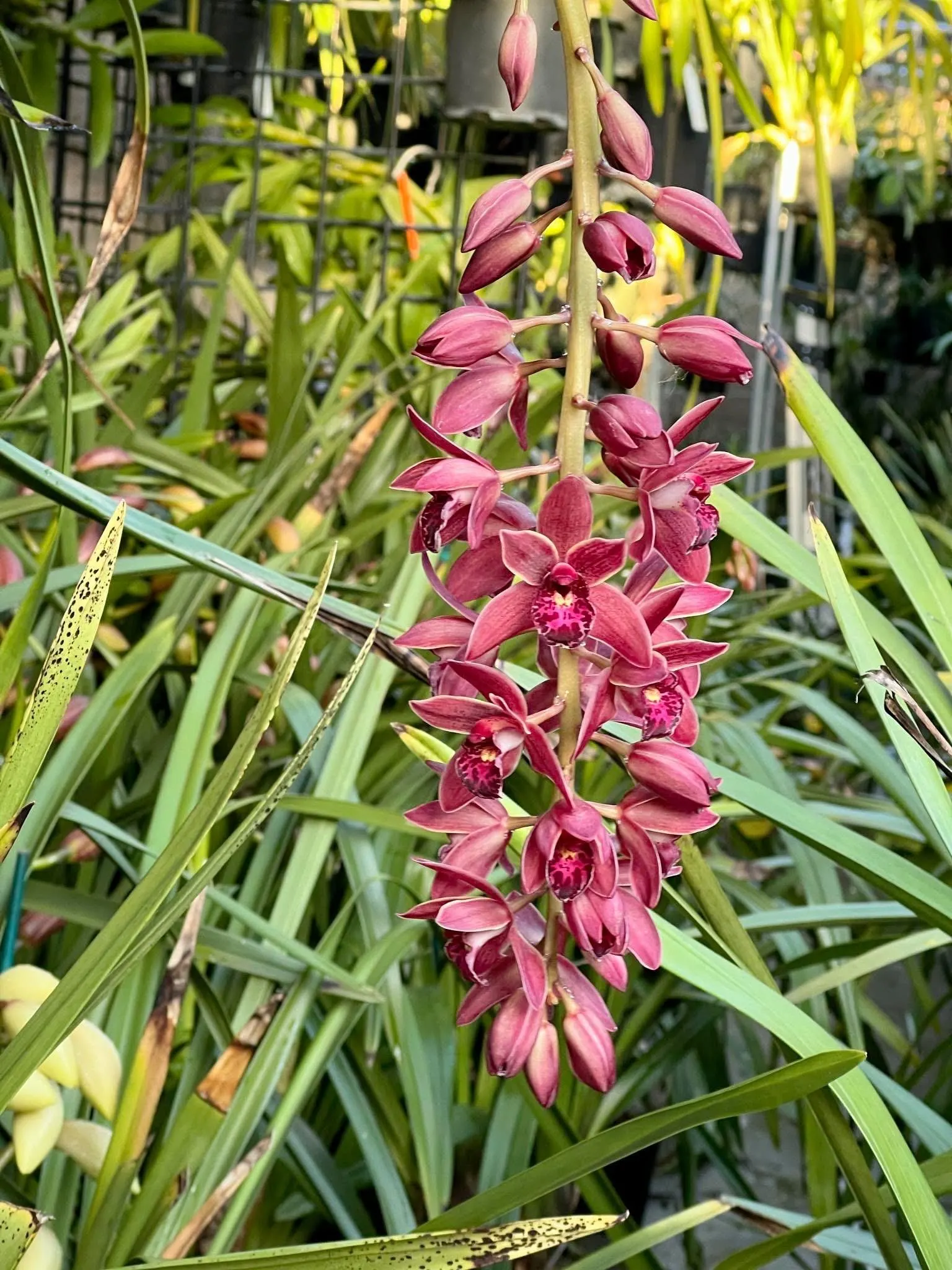 Cymbidium (canaculatum x Ruby Eyes) - Image 3