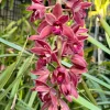 Cymbidium (canaculatum x Ruby Eyes) - Image 2