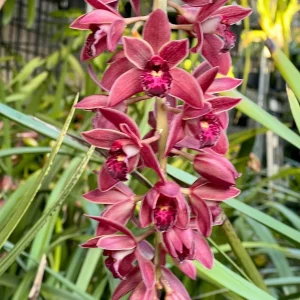 Alternative view of Cymbidium (canaculatum x Ruby Eyes)