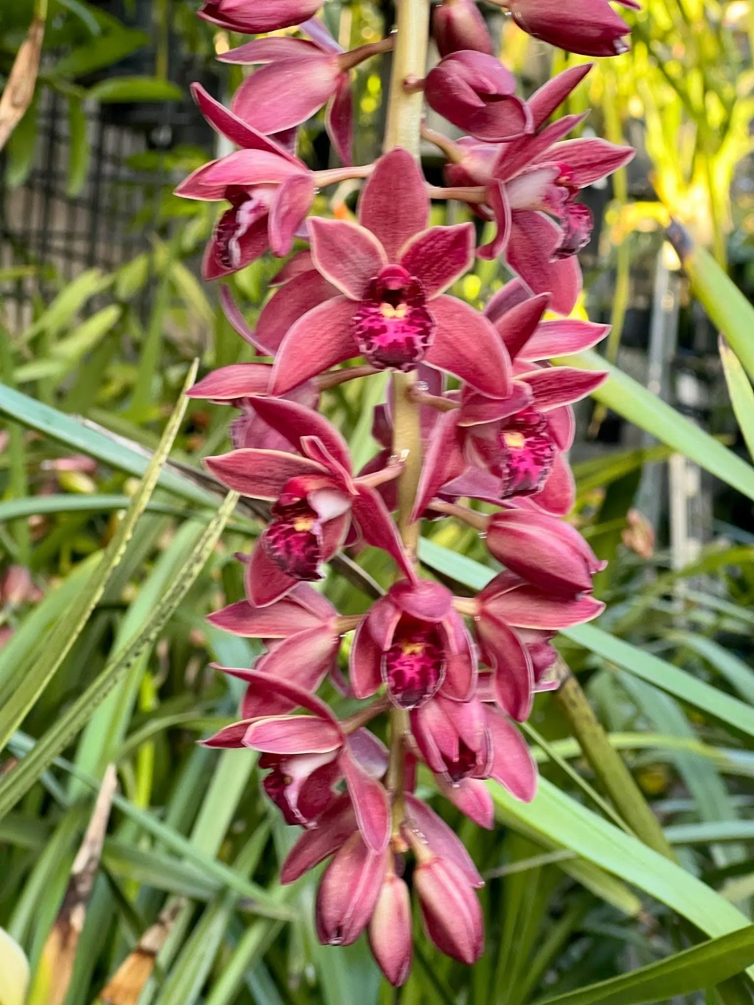 Cymbidium (canaculatum x Ruby Eyes) - Image 2