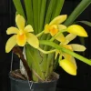 Cymbidium (canaculatum x Devon) - Image 5