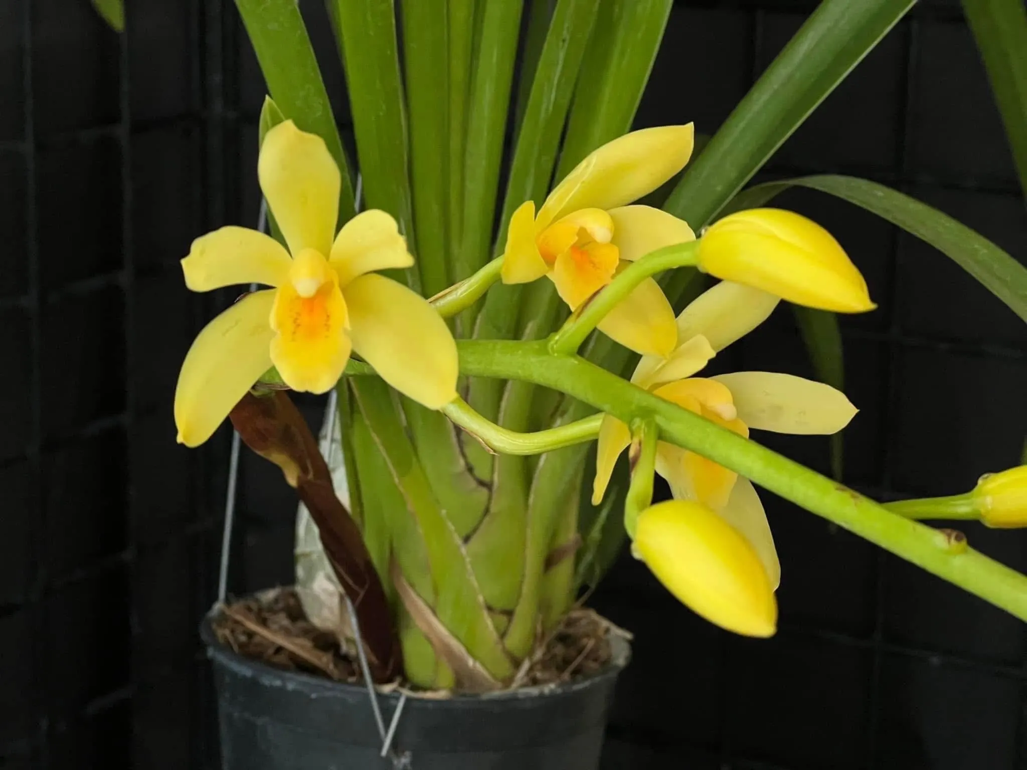 Cymbidium (canaculatum x Devon) - Image 5