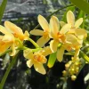 Cymbidium (canaculatum x Devon) - Image 4