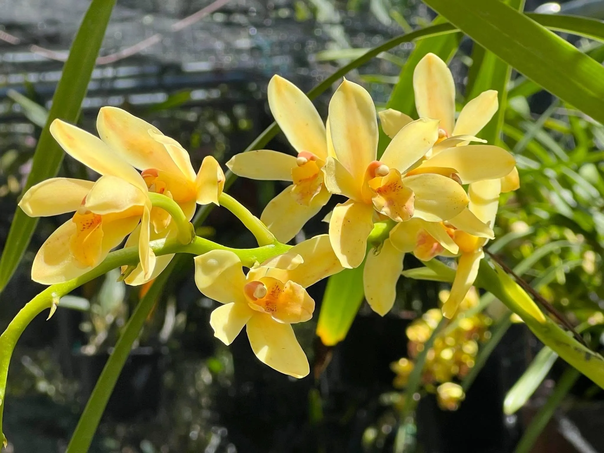 Cymbidium (canaculatum x Devon) - Image 4