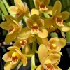 Cymbidium (Pixle Dust 'New Horizon' x madidum) - Image 3