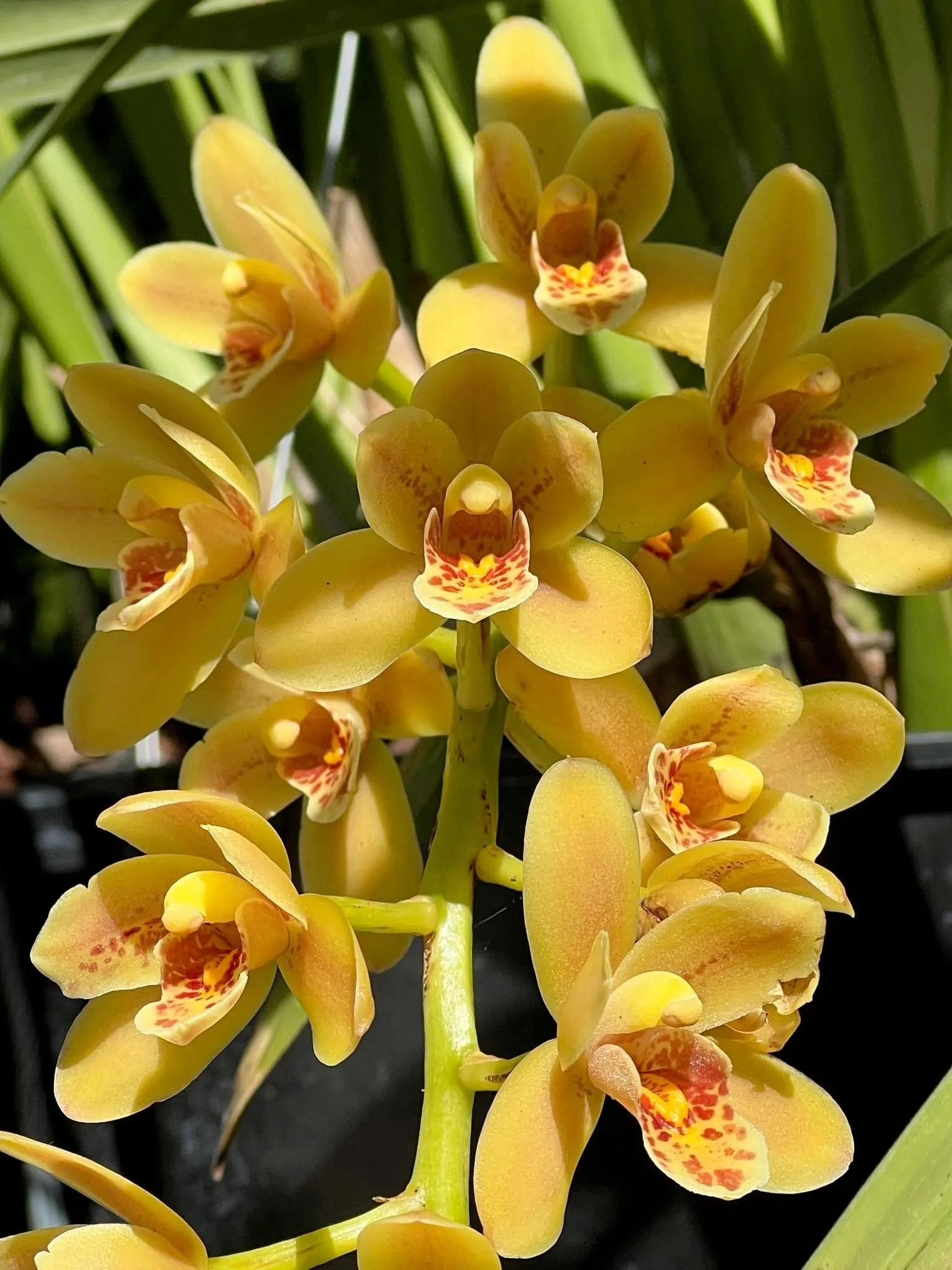 Cymbidium (Pixle Dust 'New Horizon' x madidum) - Image 3
