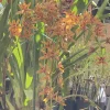 Cymbidium Madison Falls - Image 2