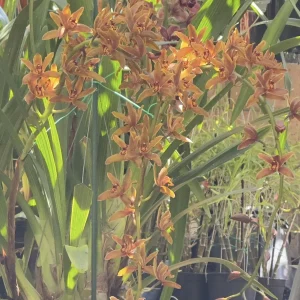 Alternative view of Cymbidium Madison Falls