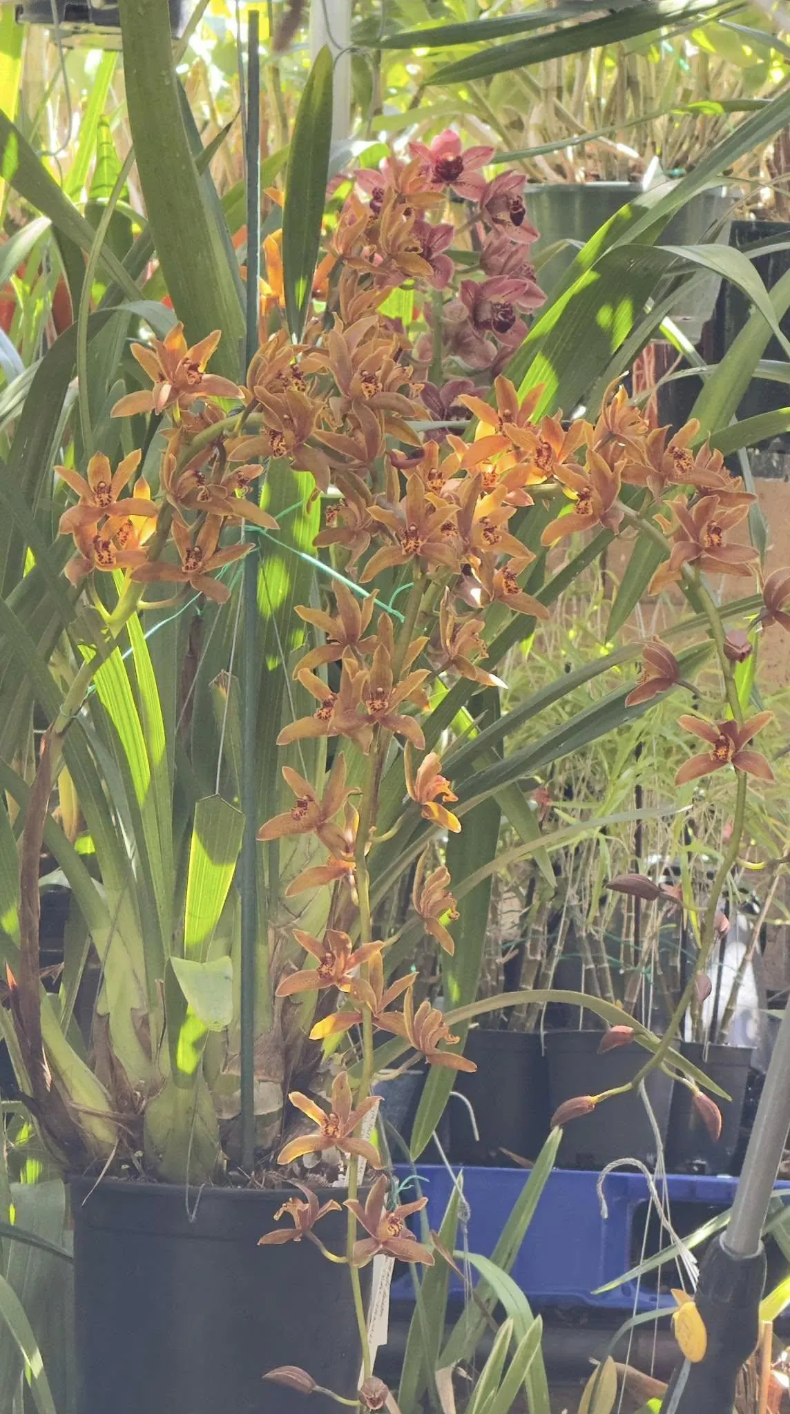 Cymbidium Madison Falls - Image 2