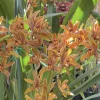 Cymbidium Madison Falls - Image 3