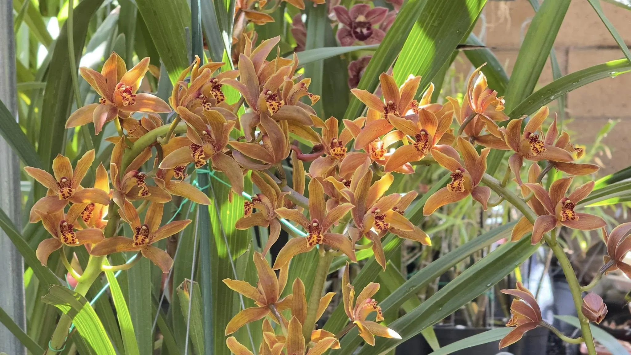 Cymbidium Madison Falls - Image 3