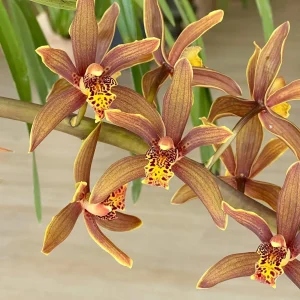 Cymbidium Madison Falls