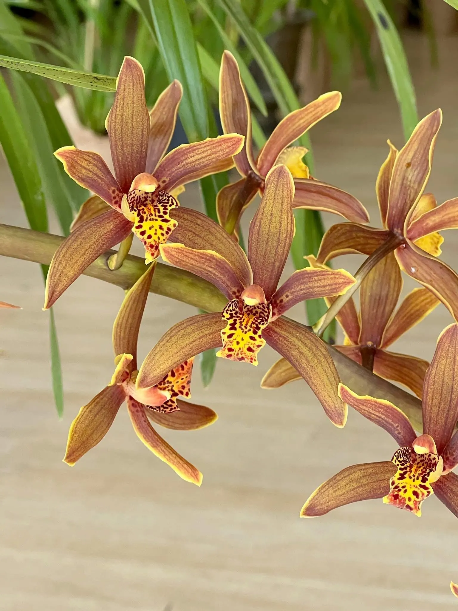 Cymbidium Madison Falls
