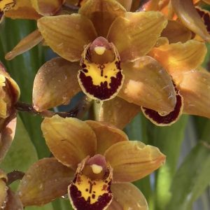 Cymbidium Mad Mouse 'Brown'