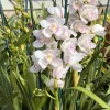 Cymbidium (Kulnura Alchemy x Darch Crystal) ‘4’ - Image 9