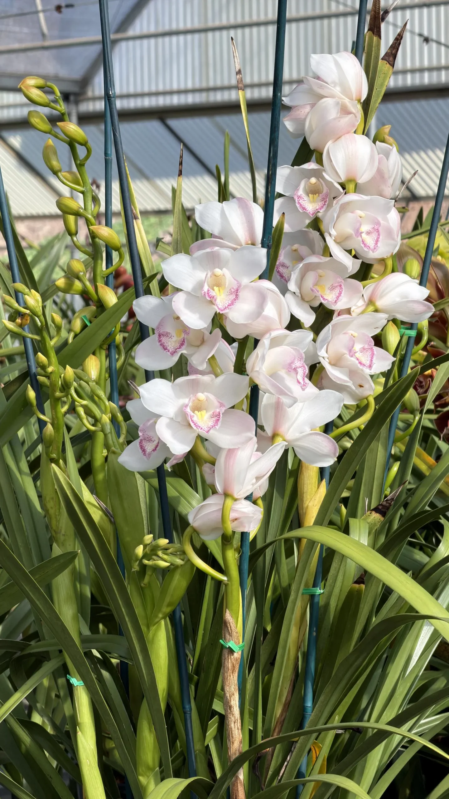 Cymbidium (Kulnura Alchemy x Darch Crystal) ‘4’ - Image 9