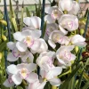 Cymbidium (Kulnura Alchemy x Darch Crystal) ‘4’ - Image 6
