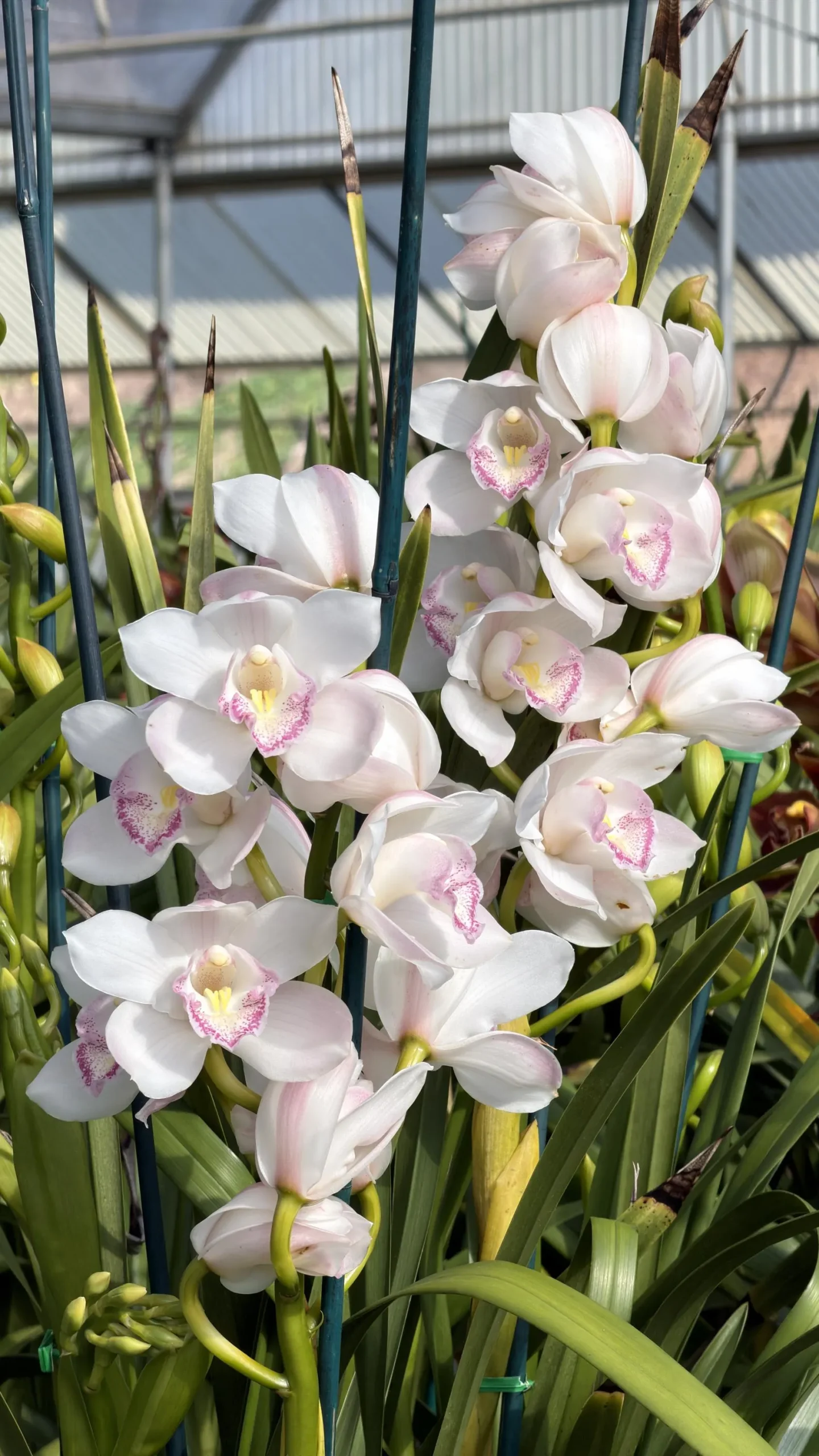 Cymbidium (Kulnura Alchemy x Darch Crystal) ‘4’ - Image 6