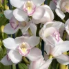 Cymbidium (Kulnura Alchemy x Darch Crystal) ‘4’ - Image 7