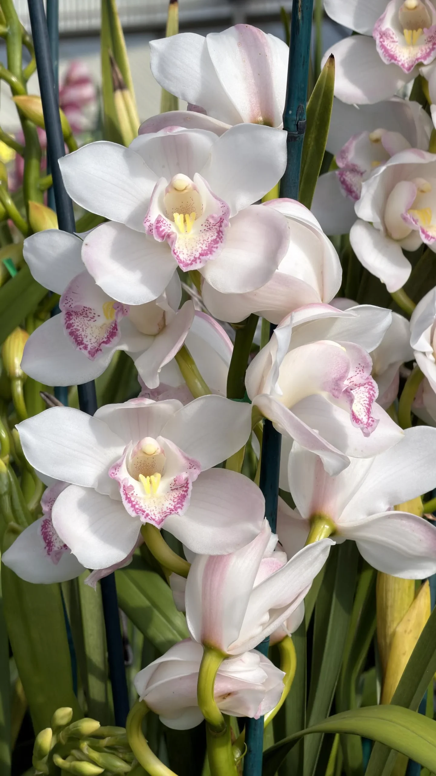 Cymbidium (Kulnura Alchemy x Darch Crystal) ‘4’ - Image 7