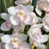 Cymbidium (Kulnura Alchemy x Darch Crystal) ‘4’ - Image 8