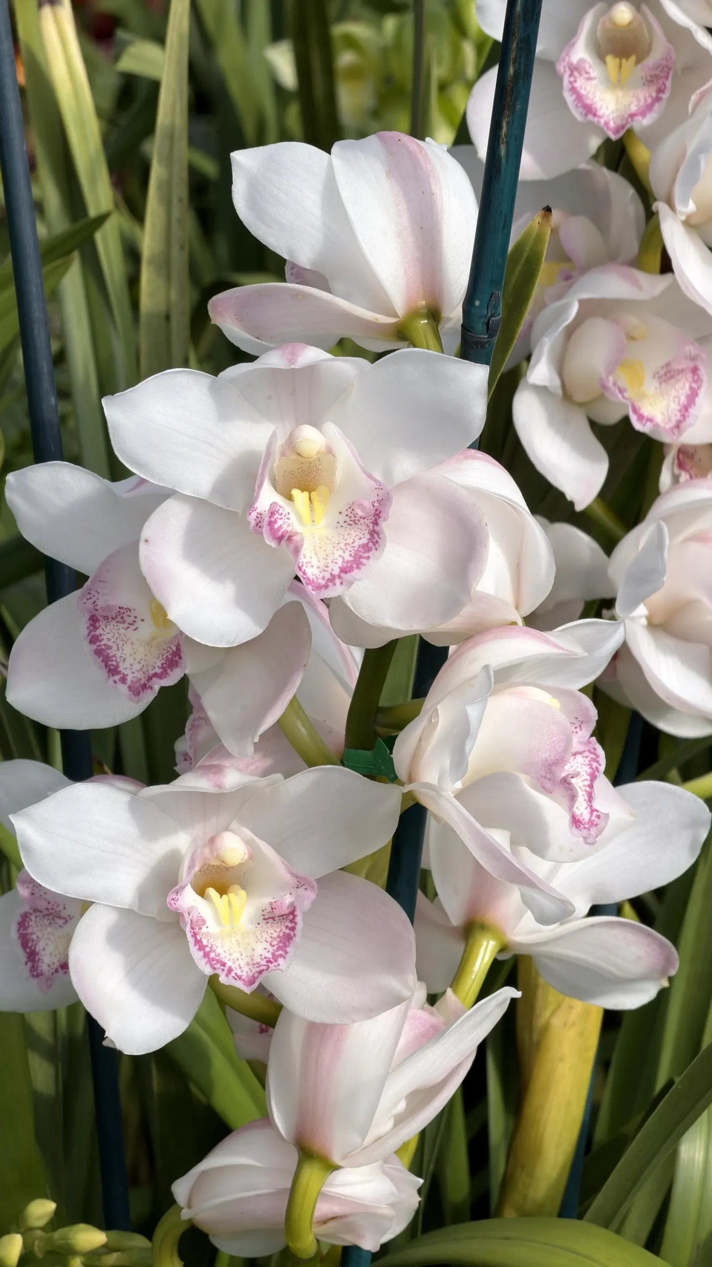 Cymbidium (Kulnura Alchemy x Darch Crystal) ‘4’ - Image 8
