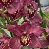 Cymbidium Barrita Pillar 'Claret' - Image 12