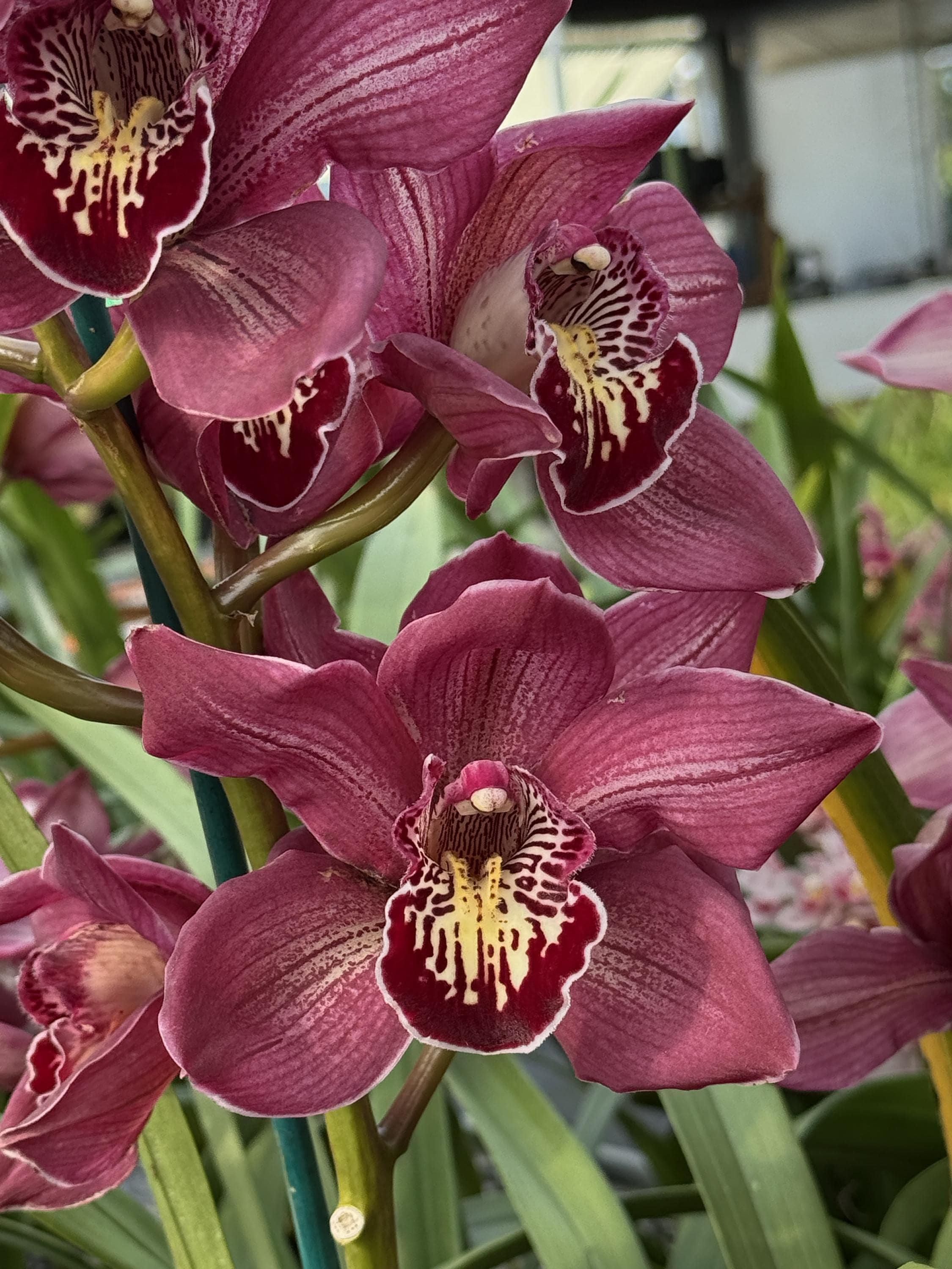 Cymbidium Barrita Pillar 'Claret' - Image 12