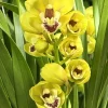Cymbidium Carmel Split 'Cutie' - Image 5