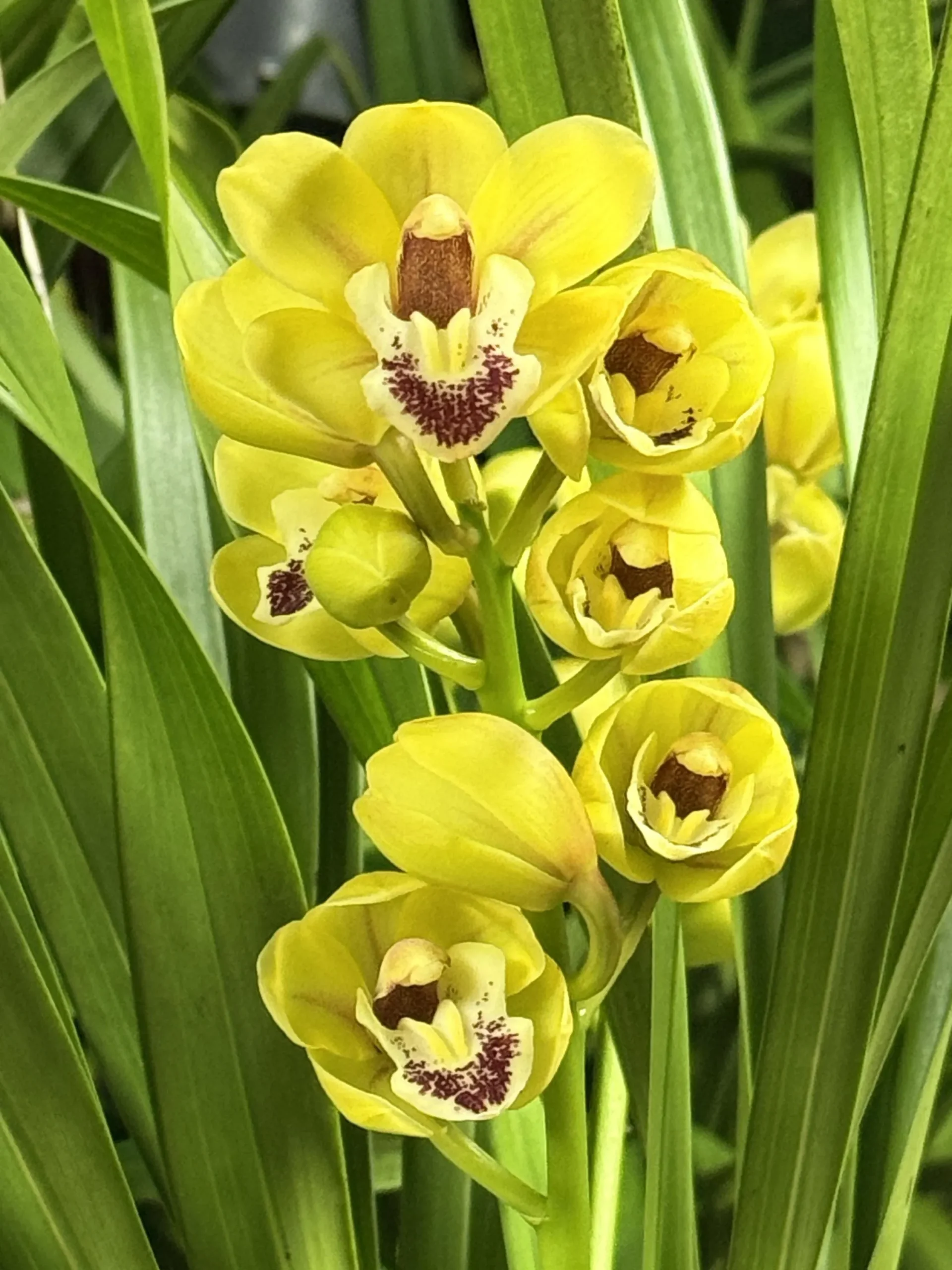 Cymbidium Carmel Split 'Cutie' - Image 5